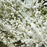 Prunus glandulosa Albiflora