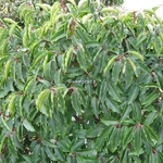 Prunus lusitanica (1)