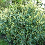 Prunus lusitanica Variegata (3)