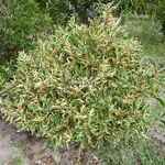 Prunus lusitanica Variegata (5)