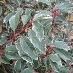 Prunus lusitanica Variegata (4)