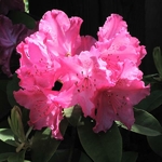 Rhododendron Germania