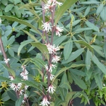 Sarcococca ruscifolia chinensis (1)