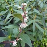 Sarcococca ruscifolia chinensis (2)