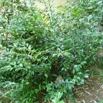 Sarcococca ruscifolia chinensis (4)