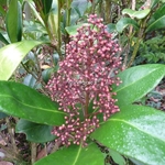 Skimmia japonica Rubella (6)