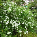 Spiraea cantoniensis Flore Pleno (8)