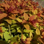 Spiraea japonica Goldflame