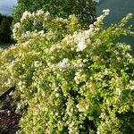 Spiraea vanhouttei Aurea (2)