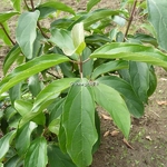 Viburnum cylindricum (1)