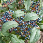 Viburnum globosum Jermyns Globe