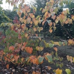 Cercis canadensis Forest Pansy