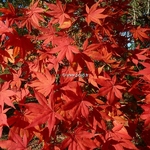 Acer palmatum (3)