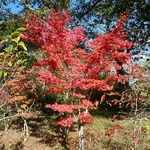 Acer palmatum (2)