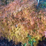 Acer palmatum dissectum
