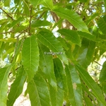 Quercus acutissima (1)