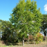 Quercus acutissima (2)