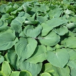 Hosta Big Mama