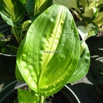 Hosta Centre of Attention (1)