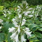 Hosta Frances Williams