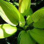 Hosta June Fever