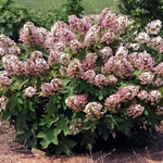 Hydrangea quercifolia Munchkin (3)