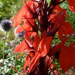 Lobelia Queen Victoria (3)