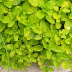 Origanum vulgare Aureum