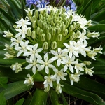 Scilla peruviana Alba