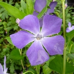 Vinca major (2)