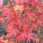 Acer palmatum Red Wood