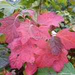 Hydrangea quercifolia Alice