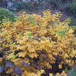 Rosa rugosa Blanc Double de Coubert (2)