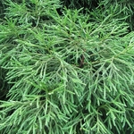 Cryptomeria japonica Spiralis