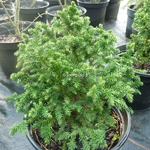 Cryptomeria japonica Vilmoriniana (2)