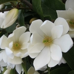 Magnolia Fairy Cream (1)
