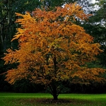 Cercidiphyllum japonicum