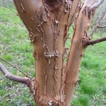 Acer griseum (3)