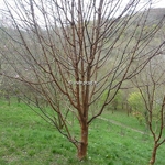 Acer griseum (2)