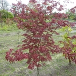 Acer palmatum Trompenburg (3)
