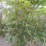 Clethra pringlei