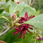 Illicium floridanum (1)