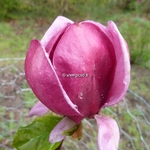 Magnolia Génie