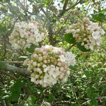 Viburnum carlcephalum (2)