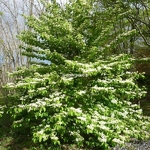 Viburnum plicatum Shasta