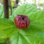 Calycanthus raulstonii (2)