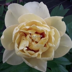 Paeonia itoh Bartzella (1)