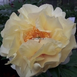 Paeonia itoh Bartzella (2)