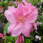 Rhododendron Greenway (azalée persistante) (1)