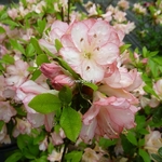Rhododendron Peggy Ann (azalée persistante) (2)